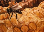 Pčela na saću mala